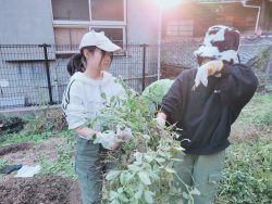 12月4日　落花生🥜収穫　5年生